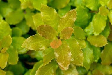 Stein-Eiche Quercus ilex Hochstamm Stammumfang 8-10 T Quercus ilex Hochstamm 8/10