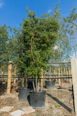 Stein-Eiche Quercus ilex Mehrstämmig Quercus ilex Mehrstämmig