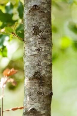 Stein-Eiche Quercus ilex Mehrstämmig 200-250 T Quercus ilex Mehrstämmig 200-250