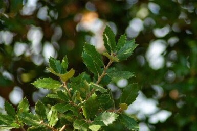 Stein-Eiche Quercus ilex Mehrstämmig 200-250 T Quercus ilex Mehrstämmig 200-250