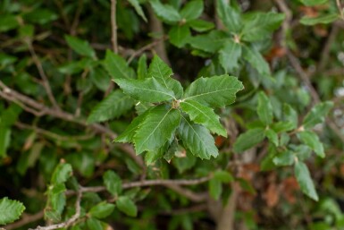 Stein-Eiche Quercus ilex Mehrstämmig 200-250 T Quercus ilex Mehrstämmig 200-250