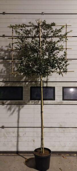 Stein-Eiche Quercus ilex Spalierbaum Stammumfang 6-8 Stammhöhe 180 Spalier 150 x 120 T Quercus ilex Spalierbaum 6/8 180cm Stamm 150b x 120h