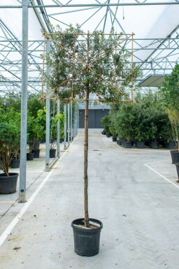 Stein-Eiche Quercus ilex Spalierbaum Stammumfang 6-8 Stammhöhe 180 Spalier 150 x 120 T Quercus ilex Spalierbaum 6/8 180cm Stamm 150b x 120h
