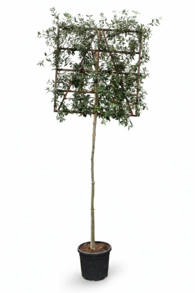 Quercus ilex Spalierbaum 6/8 180cm Stamm 150b x 120h