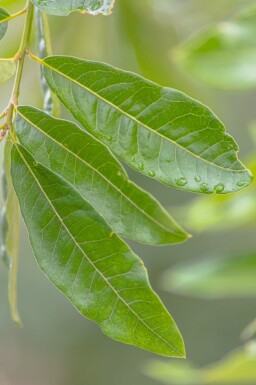 Schindel-Eiche Quercus imbricaria Quercus imbricaria