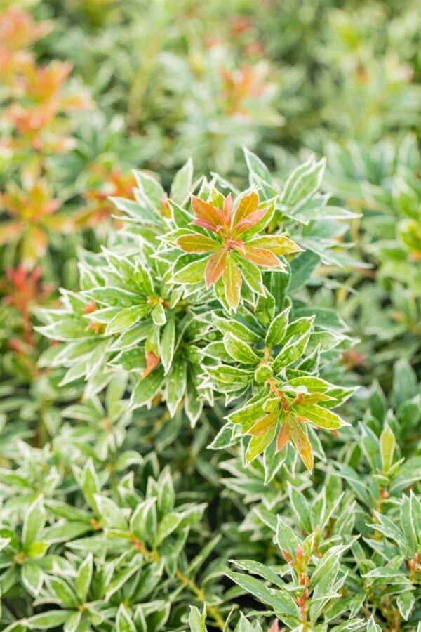 Japanische Lavendelheide Pieris Japonica 'Little Heath' Strauch 15-20 Topf 2 ltr. (C2) Pieris japonica 'Little Heath' Strauch 15-20 cm