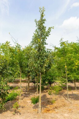 Großfrüchtige Eiche Quercus macrocarpa Quercus macrocarpa