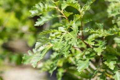 Großfrüchtige Eiche Quercus macrocarpa Quercus macrocarpa