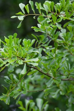 Mooreiche Quercus nigra Quercus nigra