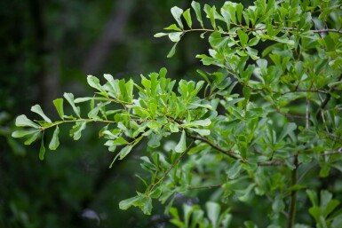 Mooreiche Quercus nigra Quercus nigra