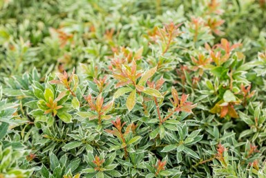 Japanische Lavendelheide Pieris Japonica 'Little Heath' Strauch 20-30 Topf 3 ltr. (C3) Pieris japonica 'Little Heath' Strauch 20-30 cm