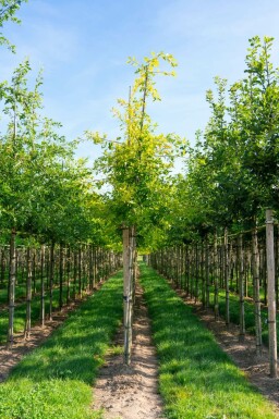 Sumpf-Eiche Quercus palustris Quercus palustris