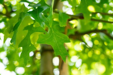 Sumpf-Eiche Quercus palustris Quercus palustris