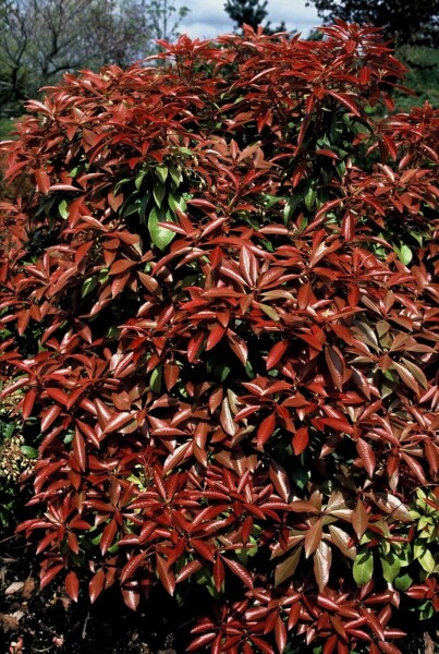 Japanische Lavendelheide Pieris Japonica 'Mountain Fire' Strauch 15-20 Topf 2 ltr. (C2) Pieris japonica 'Mountain Fire' Strauch 15-20 cm