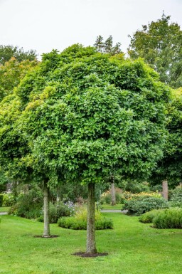 Sumpf-Eiche Quercus palustris 'Green Dwarf' Quercus palustris 'Green Dwarf'