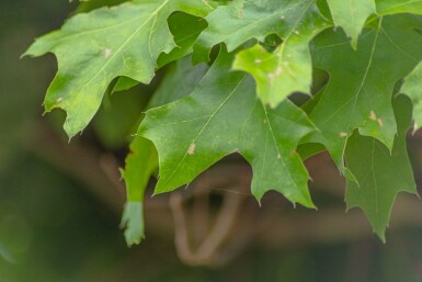 Sumpf-Eiche Quercus palustris 'Green Dwarf' Halbstamm Quercus palustris 'Green Dwarf' Halbstamm