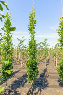 Sumpf-Eiche Quercus palustris 'Green Pillar' Quercus palustris 'Green Pillar'