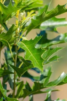 Sumpf-Eiche Quercus palustris 'Green Pillar' Quercus palustris 'Green Pillar'