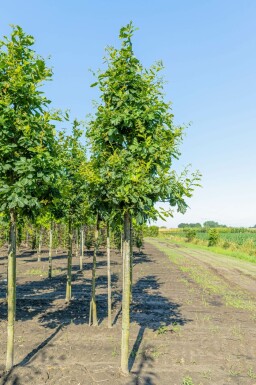 Trauben-Eiche Quercus petraea Quercus petraea