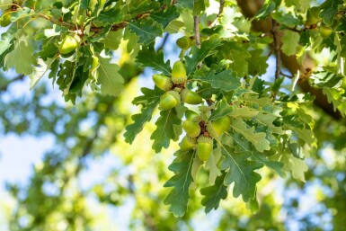 Trauben-Eiche Quercus petraea Quercus petraea