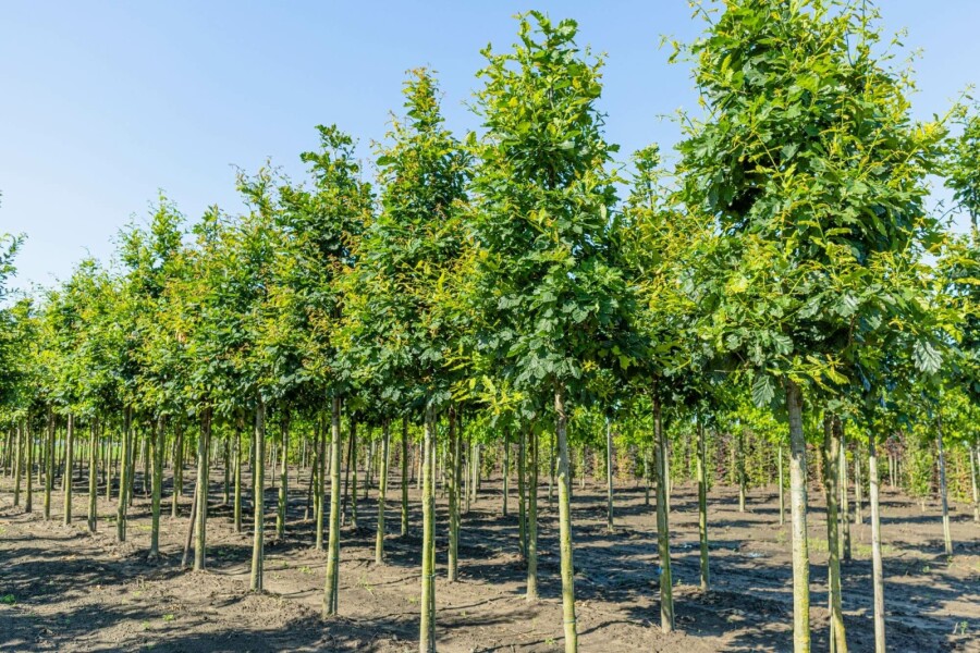 Trauben-Eiche Quercus petraea Hochstamm Stammumfang 10-12 T Quercus petraea Hochstamm 10/12