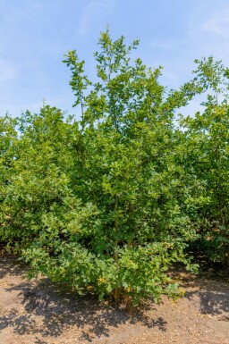 Trauben-Eiche Quercus petraea Mehrstämmig Quercus petraea Mehrstämmig