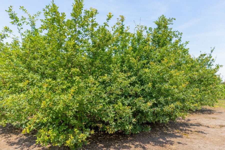 Trauben-Eiche Quercus petraea Mehrstämmig 200-250 T Quercus petraea Mehrstämmig 200-250