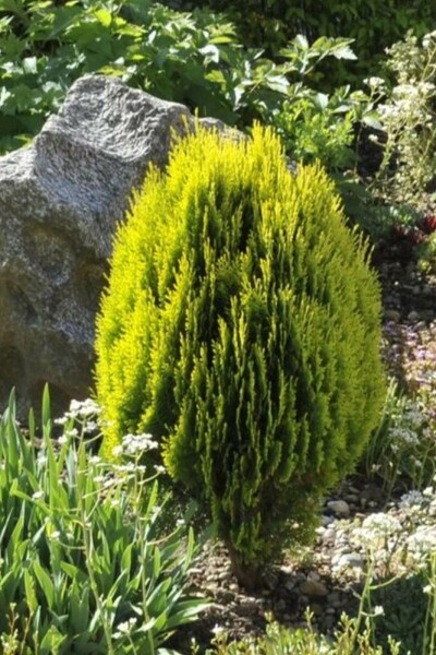 Morgenländischer Lebensbaum Platycladus orientalis 'Aurea Nana' Strauch 20-30 Topf 2 ltr. (C2) Platycladus orientalis 'Aurea Nana' Strauch 20-30 cm