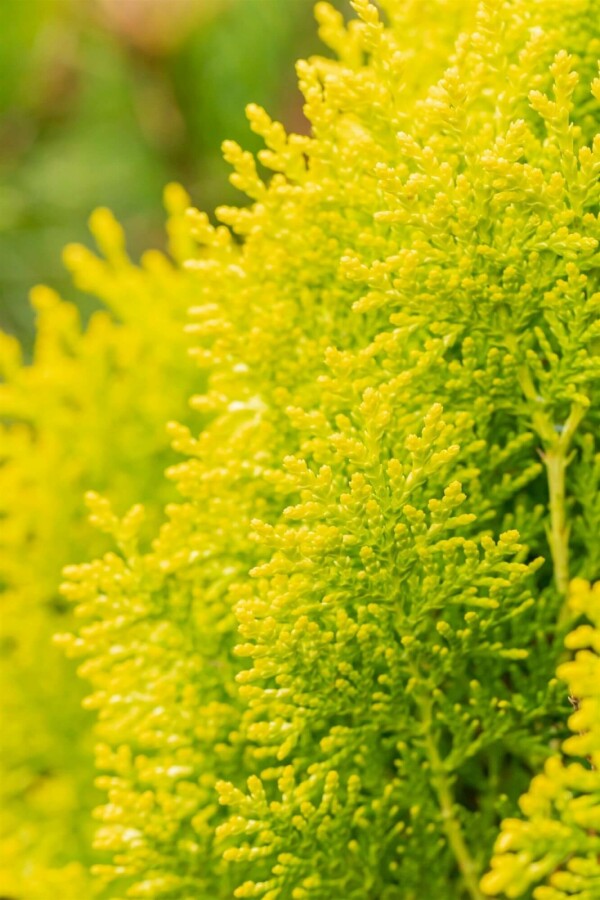 Morgenländischer Lebensbaum Platycladus orientalis 'Aurea Nana' Strauch 20-30 Topf 2 ltr. (C2) Platycladus orientalis 'Aurea Nana' Strauch 20-30 cm