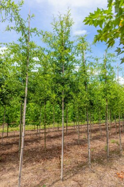 Weiden-Eiche Quercus phellos Quercus phellos