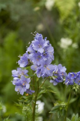 Jakobsleiter Polemonium caeruleum 15-20 Topf 9x9 cm (P9)