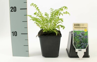 Jakobsleiter Polemonium caeruleum 15-20 Topf 9x9 cm (P9) Polemonium caeruleum