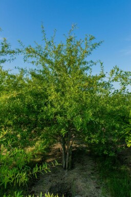 Weiden-Eiche Quercus phellos Mehrstämmig Quercus phellos Mehrstämmig