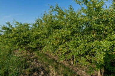 Weiden-Eiche Quercus phellos Mehrstämmig Quercus phellos Mehrstämmig