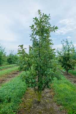 Flaum-Eiche Quercus pubescens Quercus pubescens