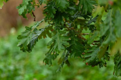 Flaum-Eiche Quercus pubescens Quercus pubescens