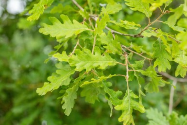 Flaum-Eiche Quercus pubescens Hochstamm Stammumfang 16-18 T Quercus pubescens Hochstamm 16/18