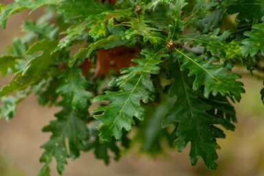 Flaum-Eiche Quercus pubescens Mehrstämmig Quercus pubescens Mehrstämmig