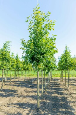 Stiel-Eiche Quercus robur Quercus robur