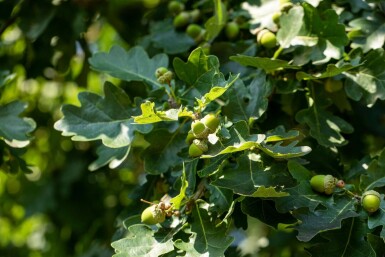 Stiel-Eiche Quercus robur Quercus robur
