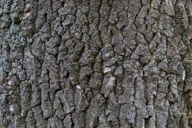 Stiel-Eiche Quercus robur Hochstamm Stammumfang 14-16 T Quercus robur Hochstamm 14/16