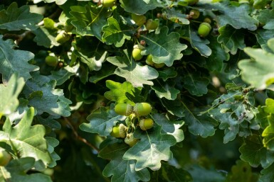 Stiel-Eiche Quercus robur Hochstamm Stammumfang 14-16 T Quercus robur Hochstamm 14/16