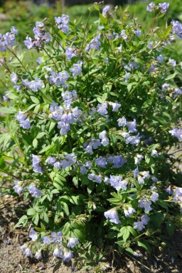 Kriechende Jakobsleiter Polemonium reptans 'Blue Pearl' 5-10 Topf 9x9 cm (P9)