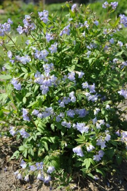 Kriechende Jakobsleiter Polemonium reptans 'Blue Pearl' 5-10 Topf 9x9 cm (P9) Polemonium reptans 'Blue Pearl'