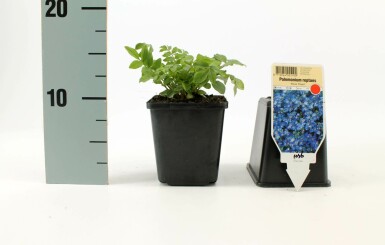 Kriechende Jakobsleiter Polemonium reptans 'Blue Pearl' 5-10 Topf 9x9 cm (P9) Polemonium reptans 'Blue Pearl'
