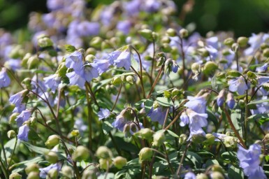 Kriechende Jakobsleiter Polemonium reptans 'Blue Pearl' 5-10 Topf 9x9 cm (P9)