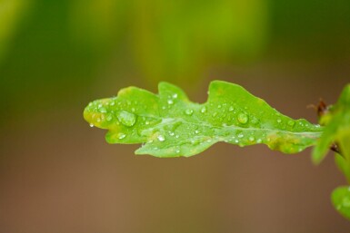 Stiel-Eiche Quercus robur Mehrstämmig 200-250 T Quercus robur Mehrstämmig 200-250