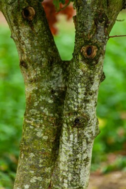 Stiel-Eiche Quercus robur Mehrstämmig 200-250 T Quercus robur Mehrstämmig 200-250