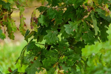 Stiel-Eiche Quercus robur Mehrstämmig 200-250 T Quercus robur Mehrstämmig 200-250