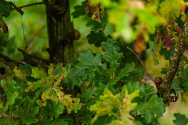 Stiel-Eiche Quercus robur Mehrstämmig 200-250 T Quercus robur Mehrstämmig 200-250